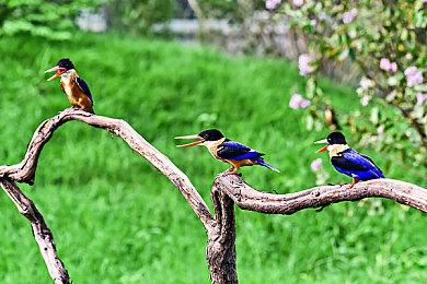 《刺客信条：幻景》和《刺客信条1》视频对比