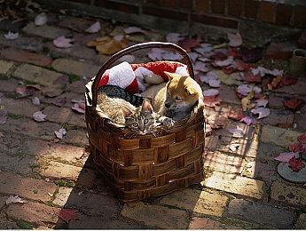 《高殿战记》玩法更新现已上线！接下来更值得期待